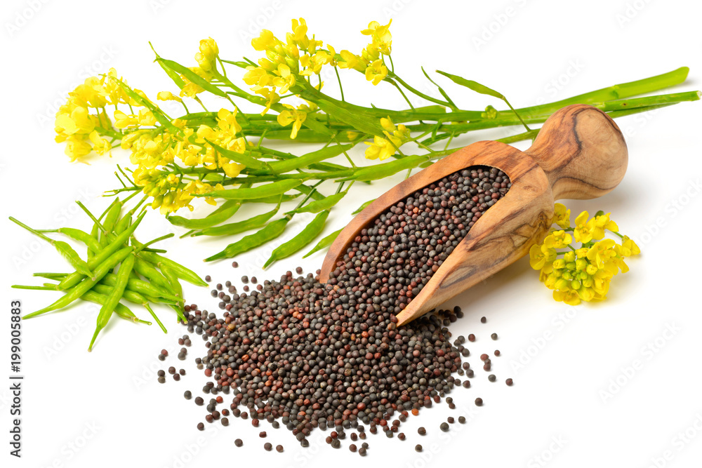 A canola oil image with canola flower, this image has taken stock.adobe.com