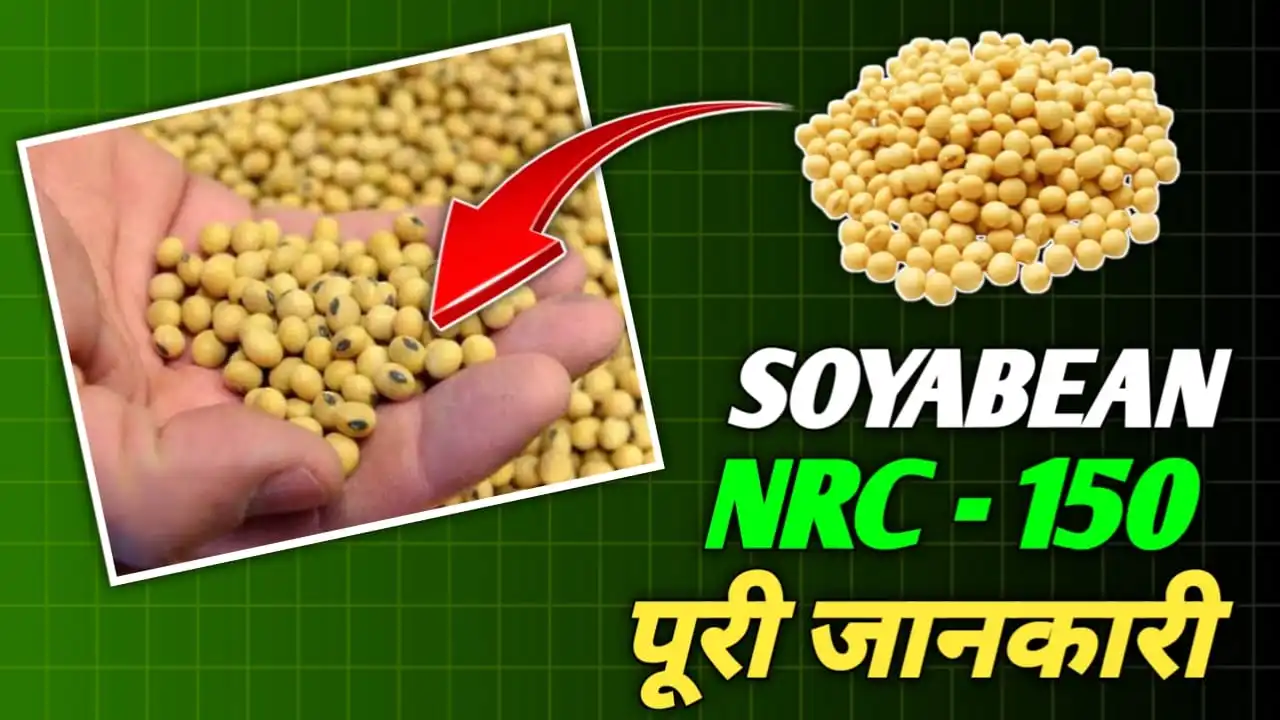 NRC 150 Soyabean