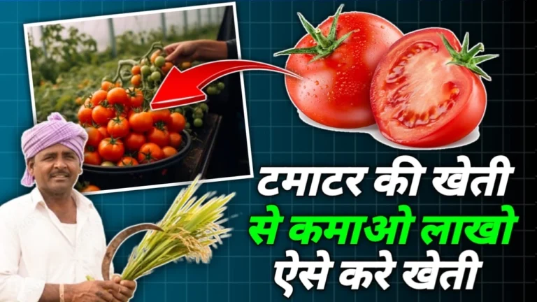 Tamatar ki kheti