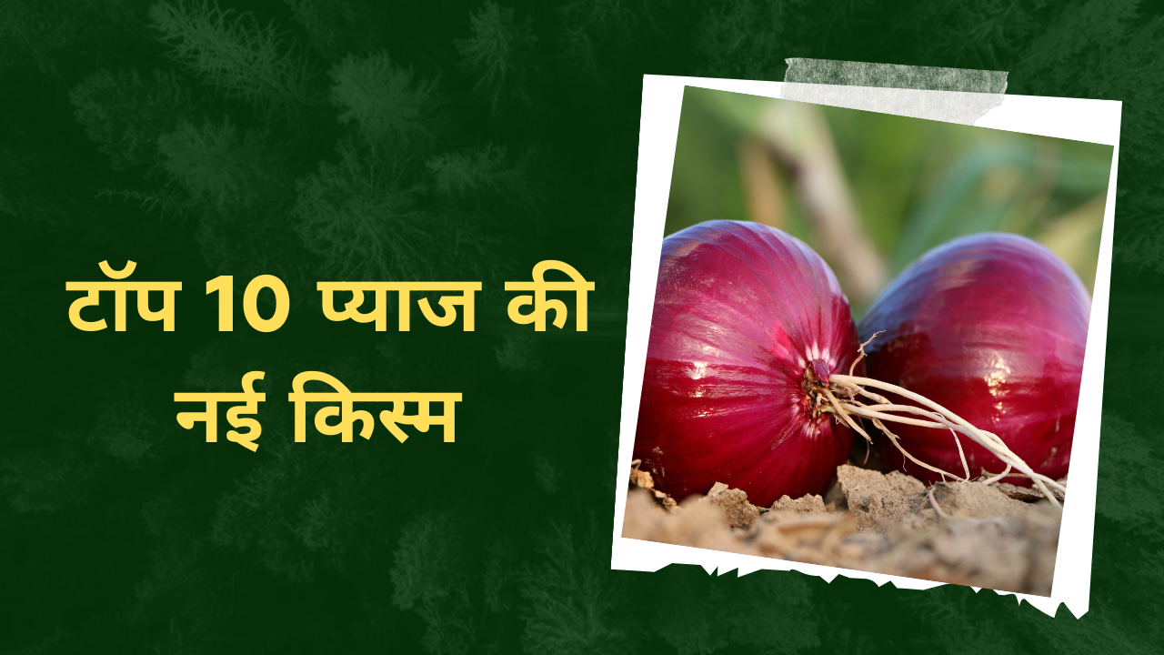 top 10 best onion variety 